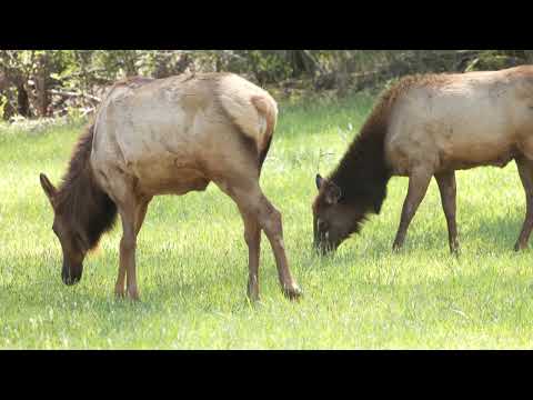 GSMNP Masa's Camera Answers Questions