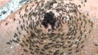 Slayer ants circle pit (from Liquify Magazine)