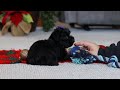 Yorkiepoo dogs for sale: Annie - Video 1