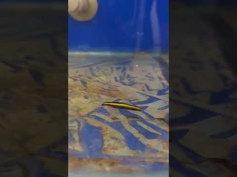 Piscicultura Bianco, Paicandu PR