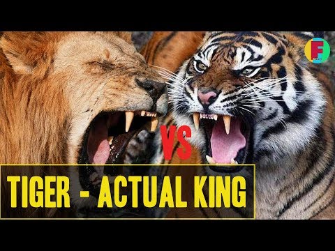 Why Tigers are more stronger than Lions?