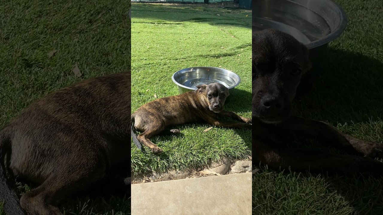 Beyonce, a Adoptable mixed breed in Escondido, CA video 6/6