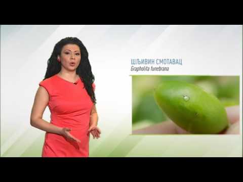 Zelena prognoza, 11.5.2016. - O stanju u zasadima šljiva