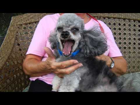 Toby Keith, an adopted Poodle in Houston, TX_image-1