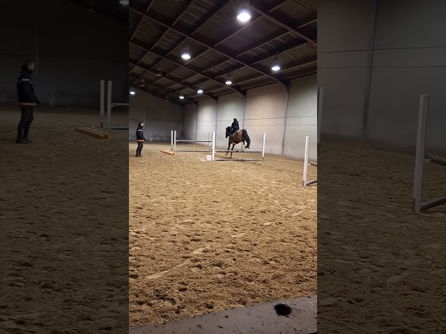 Jument 6 ans &agrave; vendre