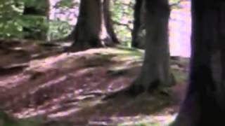 Severed Heads in Mount Vernon Woods