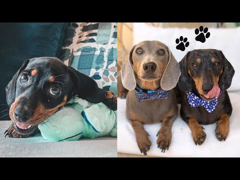 Naughty Dachshund Dog Video Compilation Try To Not Laugh weiner dog miniature  Sausage Dog video