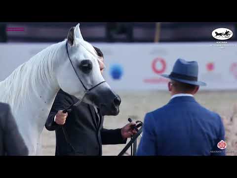 N 170 DANANEER AL RAYYAN   Katara Int  Arabian Peninsula Horse Show 2022   Mares 7 to 10 Years Old C