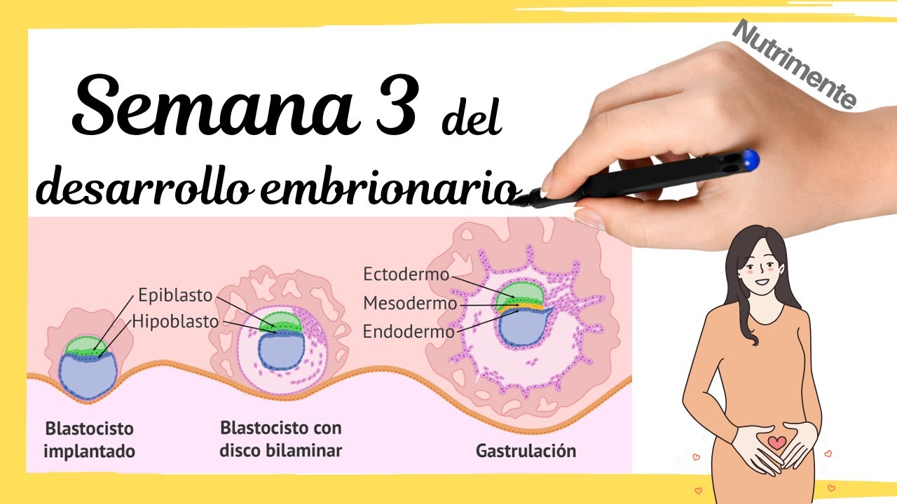 Tercera Semana Del Desarrollo Embrionario Humano o semana 5 desde FUM (Fecha.Última.Menstruación)