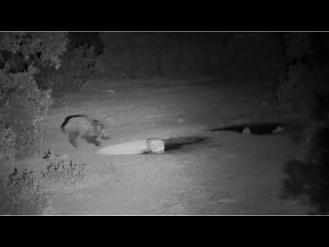 Espera de jabalí con arco  y Entrenamiento Rastro de sangre 48 horas para Berta