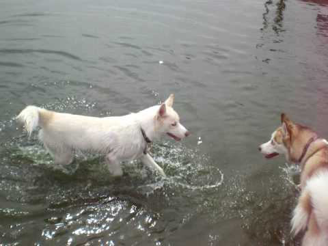 Siberian Husky Gets A Surprise At The Dog Park | Saskia & Zander