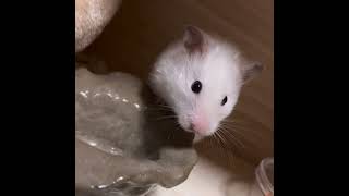 走る🐹