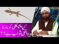 Kia Chipkali Ko Marna Waqi Sawab Hai