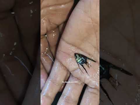 Angel fish growing up #angelfish #breeding #fishkeeping #hobby #fishbreeding #aquarium