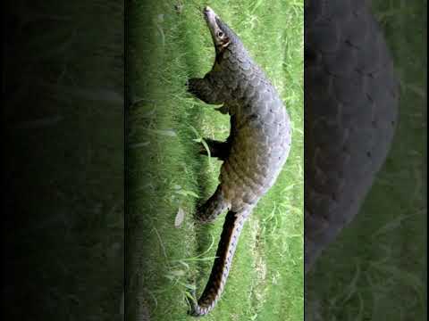 African pangolin sound