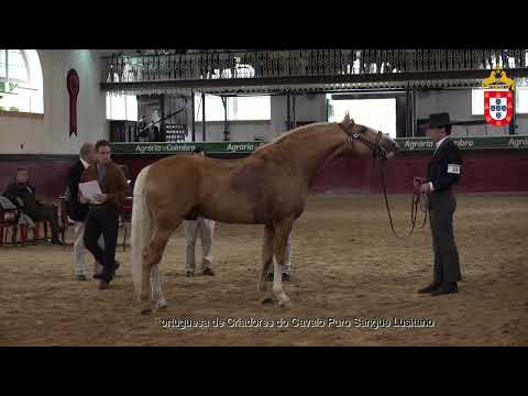 231021 33 Maravilla - Aprovação de Reprodutores