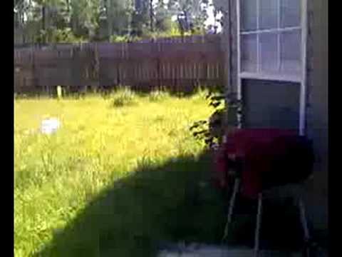 Prince and Rashee's Shirt