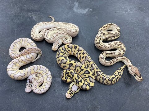 Some new Crypton Ball Python combos for 2021!!!!!!