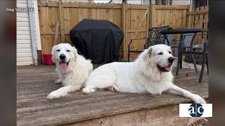 Two Great Pyrenees dogs, both amputees who survived cruelty have something else in common