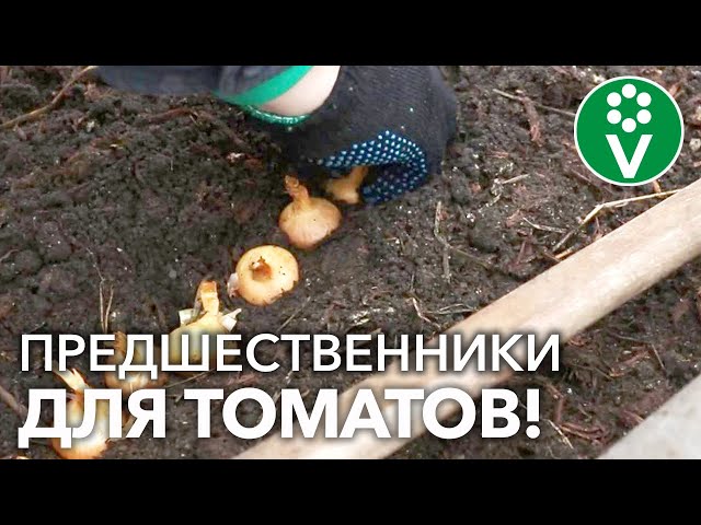ПОСЕЙТЕ ЭТИ ОВОЩИ ДО ВЫСАДКИ ТОМАТОВ В ТЕПЛИЦЕ! Вам урожай, томатам польза!