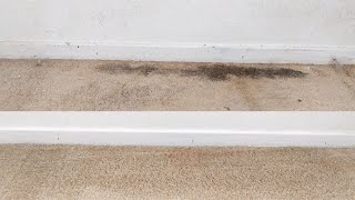How To Clean Mold/Mildew From Carpet