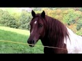 Horse Wink