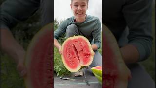 Download lagu Memanen semangka emas kerajaan! mp3 Download lagu Memanen semangka emas kerajaan! mp3