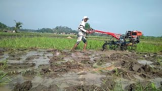 preview picture of video '#VisitCianjur #KabarCianjur #CianjurJago #LemburKuring Hujan Membuat Petani Sangat Senang'