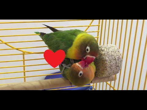 Fischer's Lovebird Mating Ritual