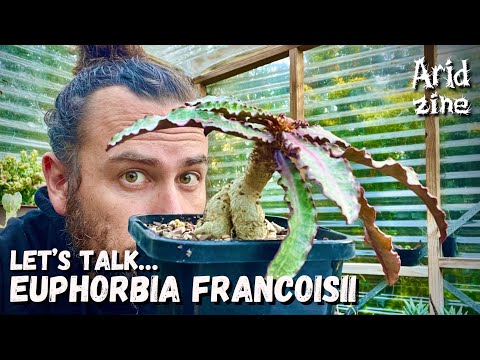 Euphorbia francoisii: the jewel of the succulent Euphorbias