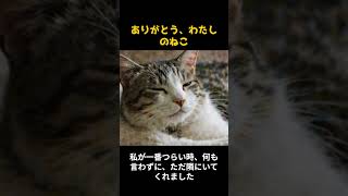 ありがとう！私のねこ#猫 #ねこ #猫のいる暮らし #癒し #かわいい #cat #猫動画 #ペット #日常