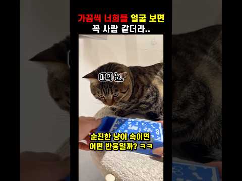 집사가 냥이를 속이고 얼굴 표정을 봤더니.. 당황하는 모습이 꼭 사람 같음