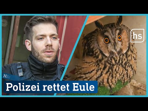 Eule löst Polizeieinsatz an Grundschule aus | hessenschau