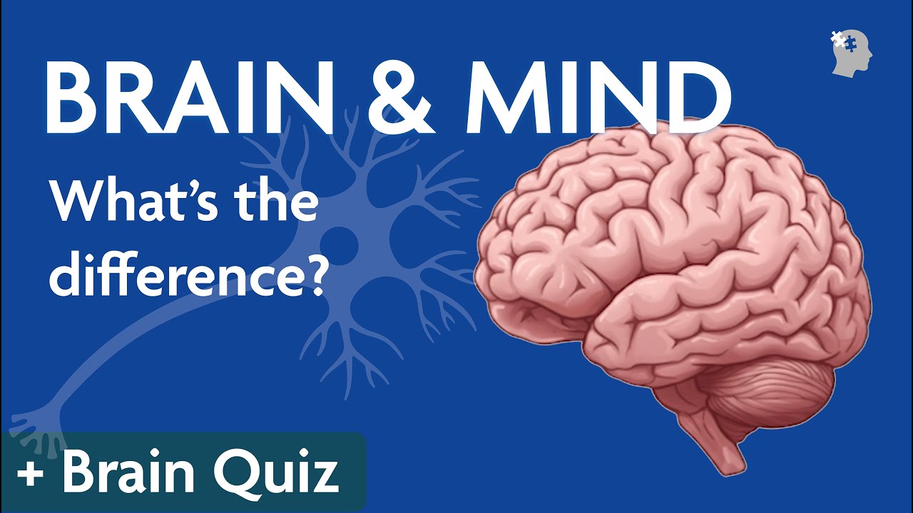 What's The Difference Between The Brain & Mind (2025) Brain Quiz
