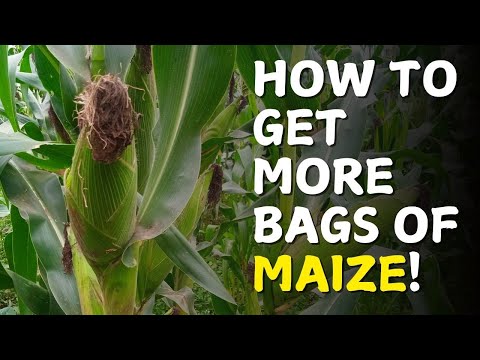 Green vs Dry Maize Farming in Kenya Which is More Profitable in 2025