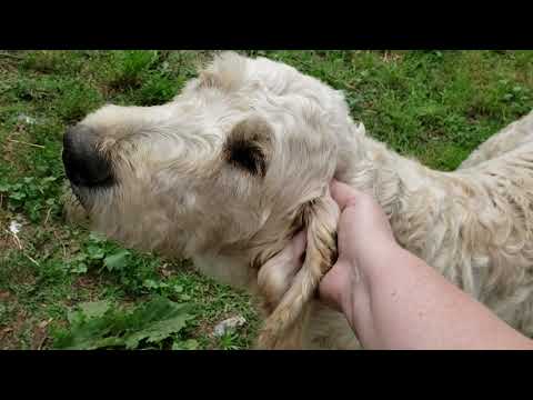 Male Goldendoodle looking for a forever home.