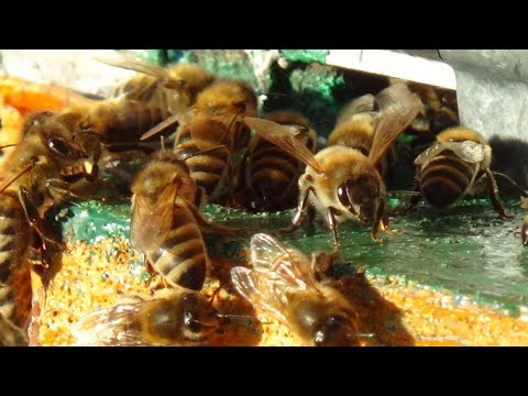 Невероятные облёты пчелы в канун Нового Года!!!