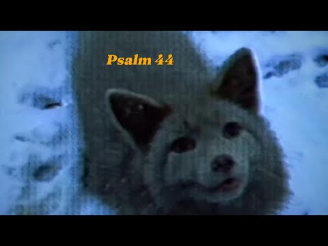 My Misery | Psalm 44