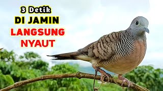 Download lagu Suara Burung Perkutut Pikat Gacor Terbaru Di Jamin Langsung Nyaut  mp3