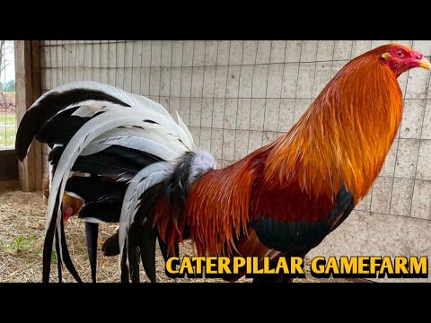 Sweater Mclean hatch Kelso - STYLE FARM