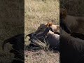 Pumba Crossing The Road Wildlifedrama Safari Animals