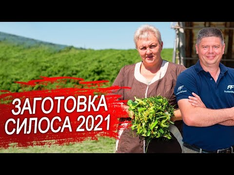 Заготовка силоса 2021.Силос из кукурузы. Часть 1.