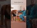 The man drives a Golden Chelsea to save animals