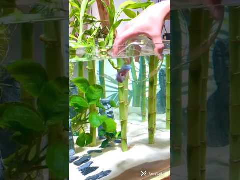 Lucky bamboo tank setup for betta fish #shorts