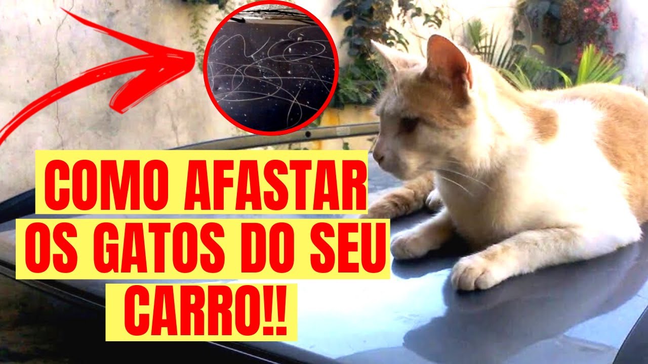 Como Afastar Os Gatos Do Seu Carro? Como Afastar Os Gatos do Seu Quintal?