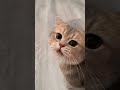 Cute Cat Meowing ️ Meow Meow Meowcash Shorts Viral