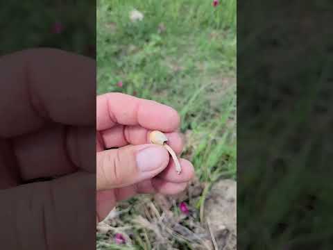 Eating 🍄 mushroom growing on cow 💩 dung #shorts