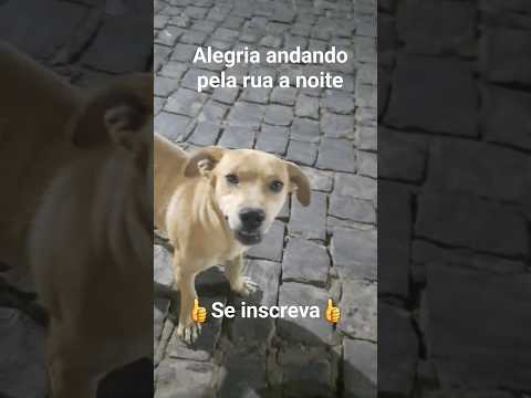 feliz, alegre e solto na rua. #animals #dog #bichos #cachorrinho #dogs #cachorro #pets #animais