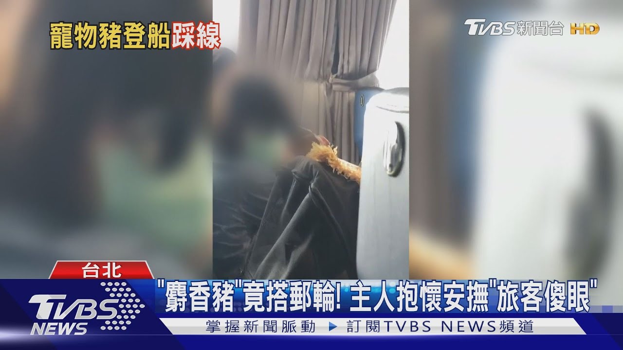 「麝香豬」竟搭郵輪! 主人抱懷安撫「旅客傻眼」