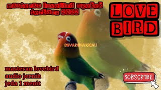 Download lagu Masteran lovebird ngekek panjang terbaru 2022//jeda 1 menit mp3